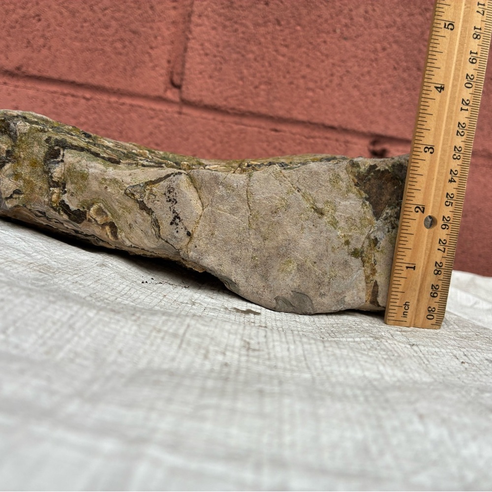 Large Rare Petrified Wood W Agate Veins Specimen Rough 4.4 Lbs - Picture 11 of 16